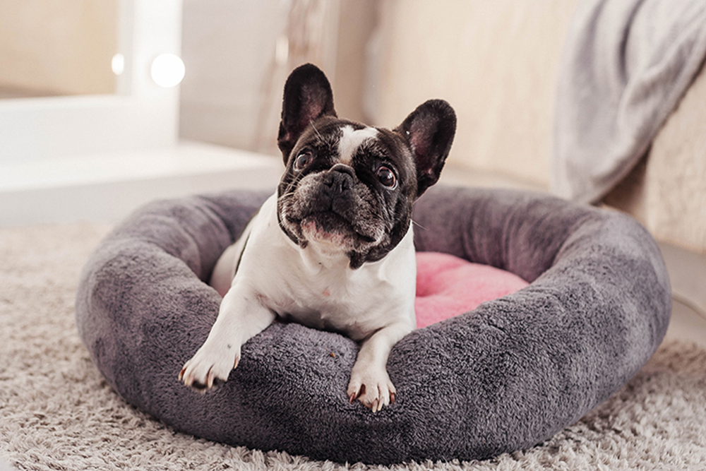 Dreamy Dog Lounging – Unveiling the World of Dog Beds