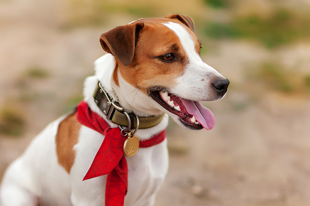 Unleashing Style – The Power of Dog Collars