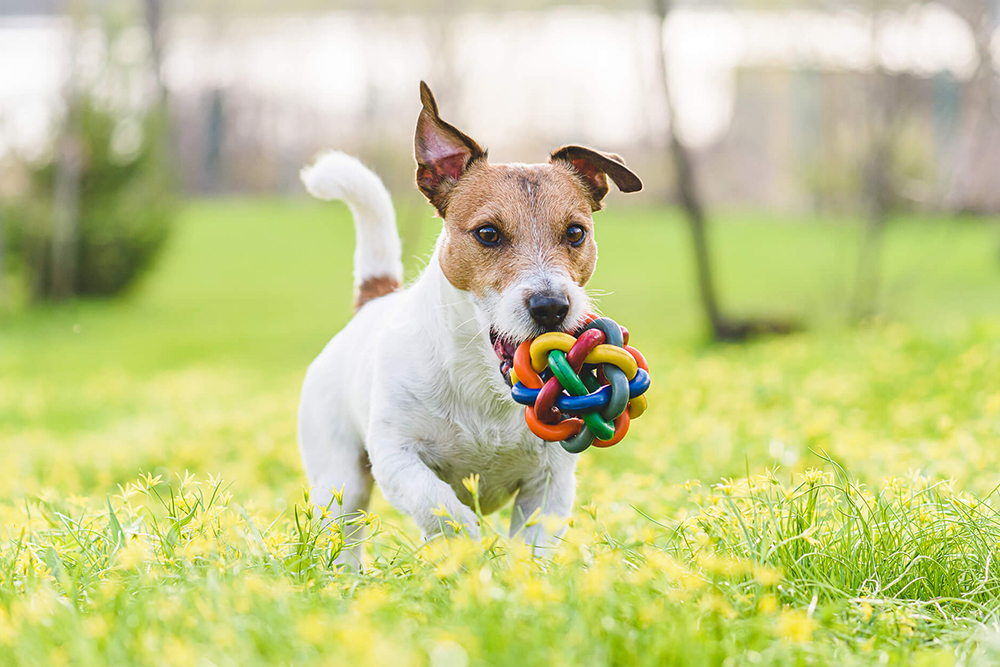 Playful Pup Pleasure – The Magic of Dog Toys